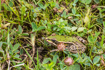Green frog (Pelophylax kl. esculentus) hopping on fields near lake.