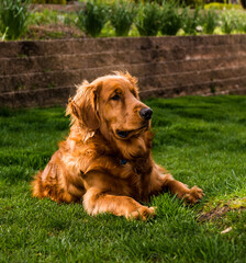 golden retriever on grass