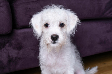 West Highland Terrier Puppy being cute next to a purple couch