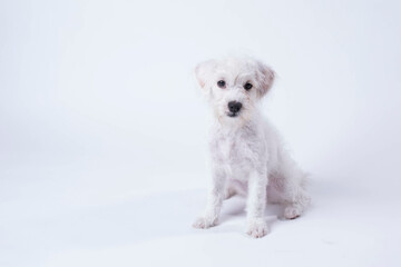 West Highland Terrier puppy sitting on white background