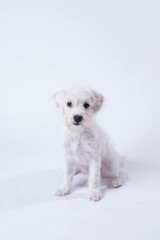 West Highland Terrier puppy sitting on white background