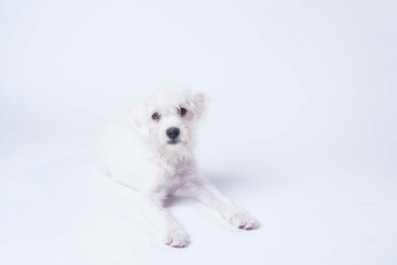 West Highland Terrier being cute on white background