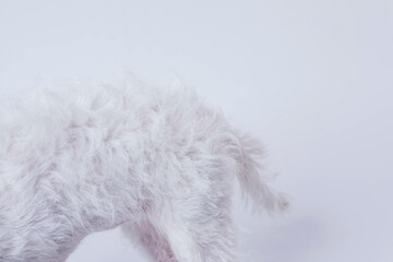 West Highland Terrier Puppy butt and tail on white background