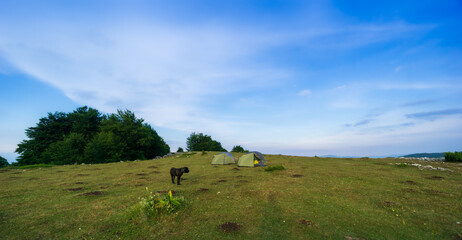 dog on a meadow with the camping tents