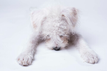 Puppy head down on white background