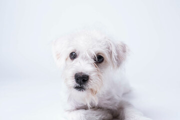 Portrait of West Highland Terrier Puppy