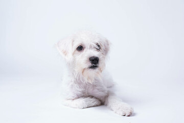 West Highland Terrier Mix on white background looking cute