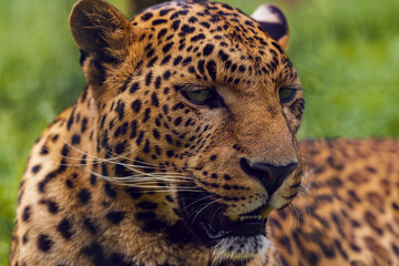Close up portrait of a leopard over green background