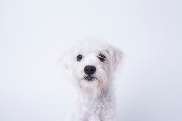 Headshot of West Highland Terrier Mix Puppy