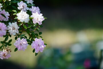 花のクローズアップ写真