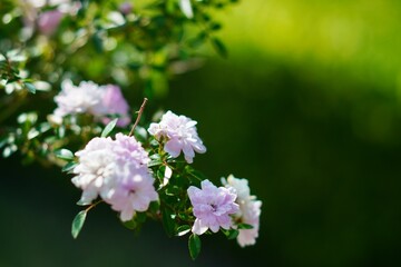 花のクローズアップ写真