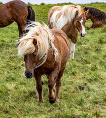 Naklejka na ściany i meble Icelandic horses grazing the lush green fields of Iceland.