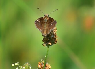 He was captured in the frame of the Black Sea region of Samsun. This sweet butterfly.