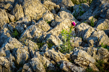 purple flower on the rocks in the mountains