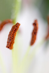 Macro flower blossom with water droplet. Abstract nature blurred background. Beautiful Macro shot with tender wet blossom.