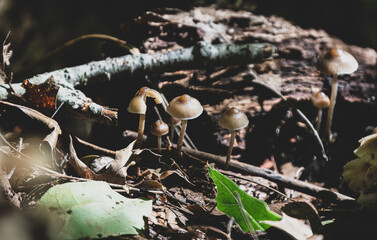 wild mushrooms grow below the trees of the forest in early fall