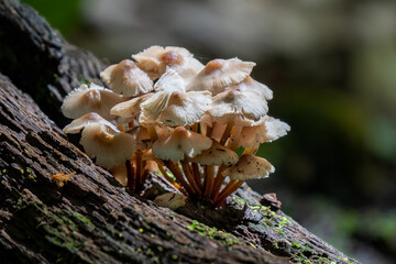 wild mushrooms grow below the trees of the forest in early fall