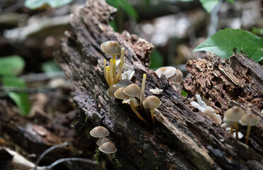 wild mushrooms grow below the trees of the forest in early fall