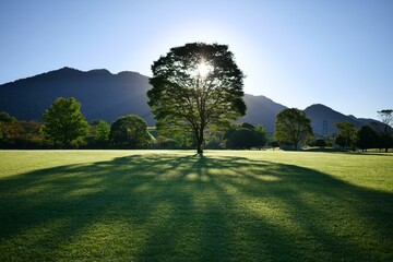landscape with trees
