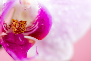 Beautiful Macro Orchid Flower. Abstract blurry natural background. Light fragile blossoms with waterdrops.