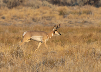 pronghorn antelope, bucks, 