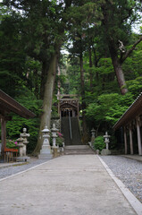 Fototapeta premium 猪野