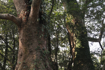 大宰府