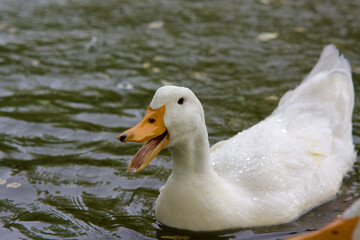 Closeup of a cute American Pekin duck swimming on a pond in a park