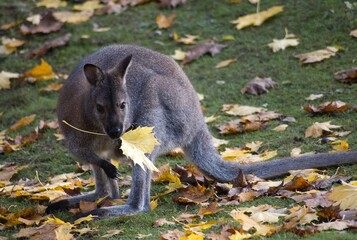 kangaroo in the park