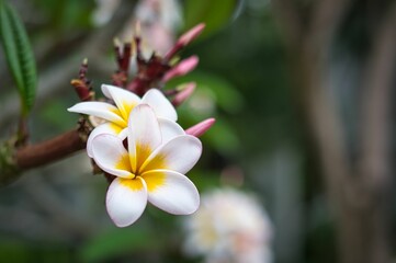 Fototapeta premium white frangipani flower