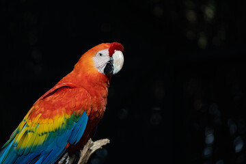 blue, yellow and red colored parrot