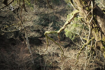 箕面公園