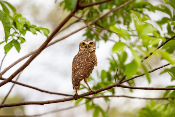 Isolated burrowing owl perched on bush branch in selective focus on fine detail.