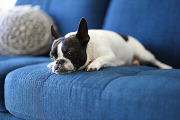 Small Dog Laying on Lounge