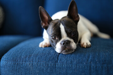 Small Dog Laying on Lounge