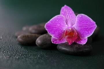Fototapeta na wymiar Spa and wellness . Orchid flower and massage stones in water drops on a dark green background.Beautiful nature wallpaper.
