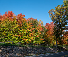 Naklejka premium Colorful autumn leaf foliage near a street or road or lane with blue sky on a sunny morning. The asphalt highway and wooden fence are mostly shadded by the tall trees.