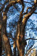 old paperbark tree in the park