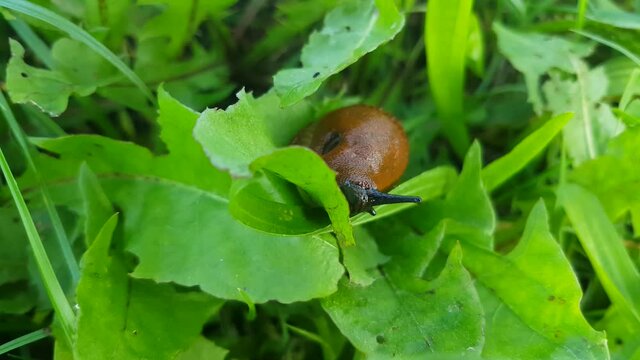 Red Slug crawling in the grass, also called Arion rufus