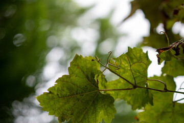 Hojas con fondo verde
