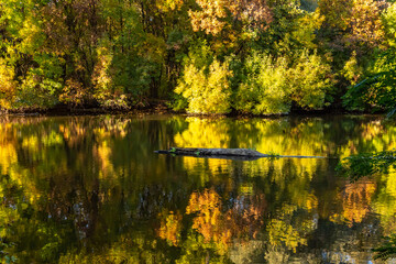 Scenic view of autumnal forest reflection of trees in water