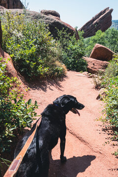 Black labrador retriever dog on a leash goes for a hike in Red Rocks Park in Colorado