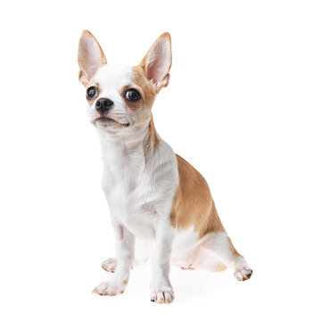 Beautiful and cute white and brown mexican chihuahua dog over isolated background. Studio shoot of purebreed miniature chihuahua puppy.