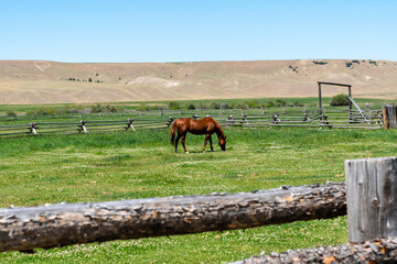 Horse in a pasture on farmland, in a corral during summer