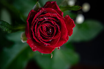 red rose with water droplets