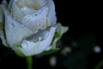 white rose with water drops