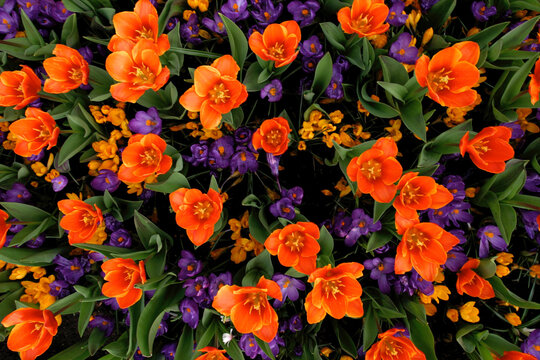 Death By Tulip