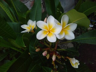 white frangipani flowers