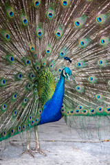 Naklejka premium peacock with feathers