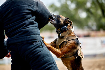 Trained Police dog attacking a suspect